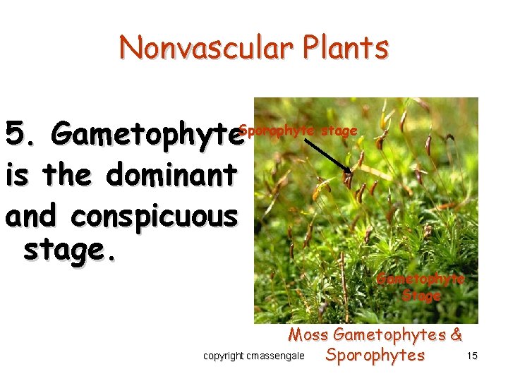 Nonvascular Plants 5. Gametophyte. Sporophyte stage is the dominant and conspicuous stage. Gametophyte Stage