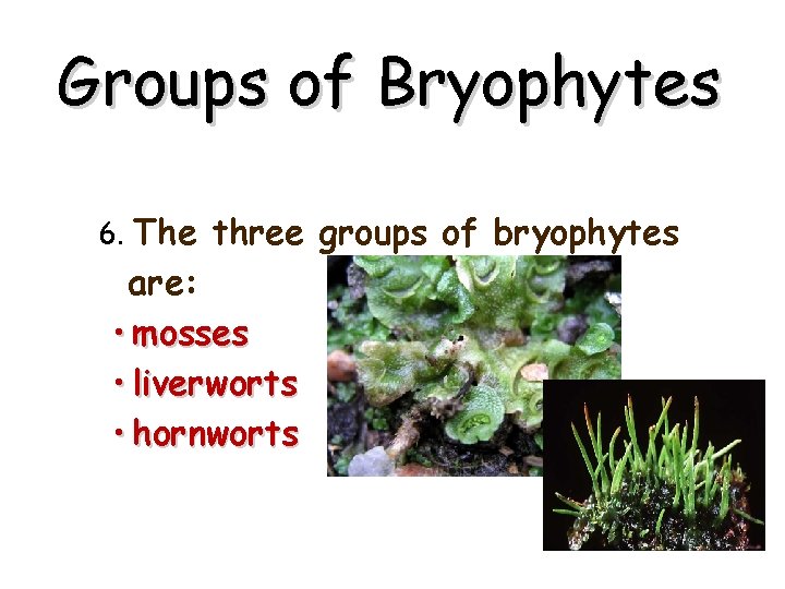 Groups of Bryophytes 6. The three groups of bryophytes are: • mosses • liverworts Groups of Bryophytes 6. The three groups of bryophytes are: • mosses • liverworts