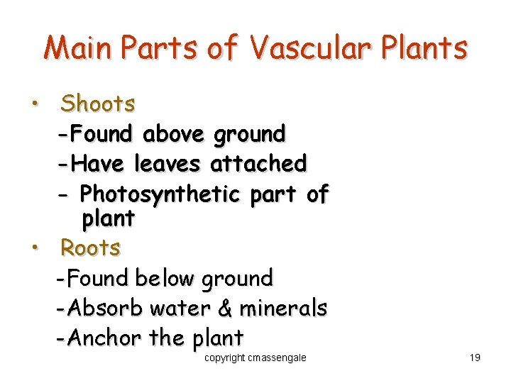Main Parts of Vascular Plants • Shoots -Found above ground -Have leaves attached -