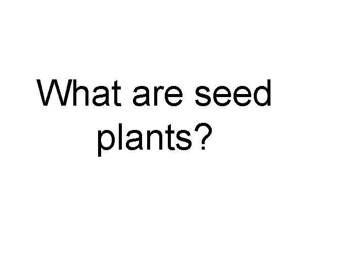 What are seed plants? 