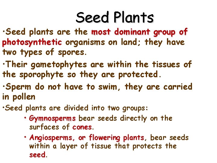 Seed Plants • Seed plants are the most dominant group of photosynthetic organisms on