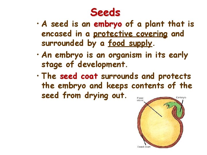 Seeds • A seed is an embryo of a plant that is encased in