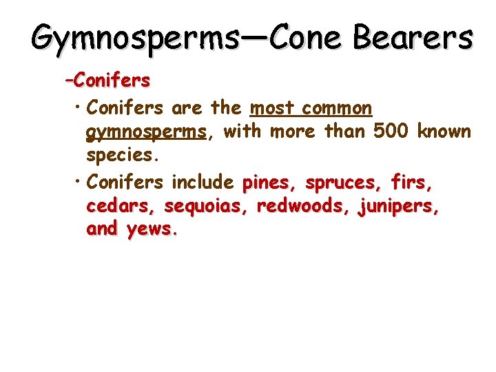 Gymnosperms—Cone Bearers –Conifers • Conifers are the most common gymnosperms, with more than 500