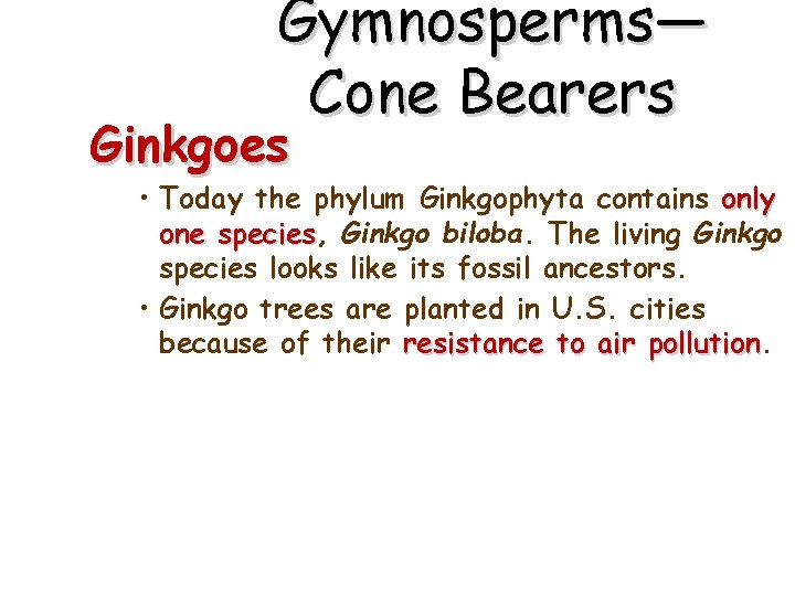 Gymnosperms— Cone Bearers Ginkgoes • Today the phylum Ginkgophyta contains only one species, species