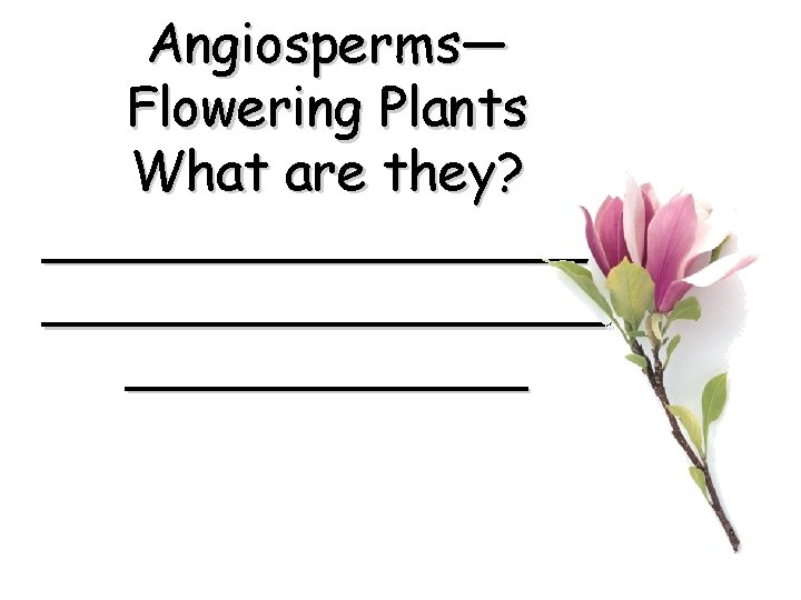 Angiosperms— Flowering Plants What are they? _________________ 