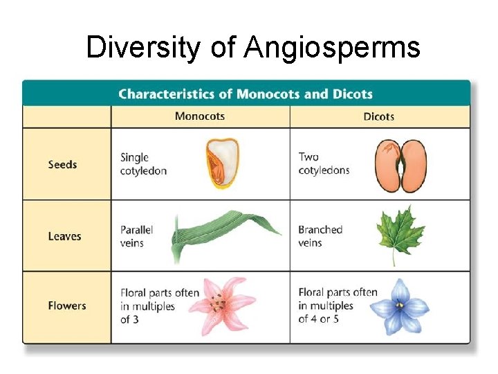 Diversity of Angiosperms 