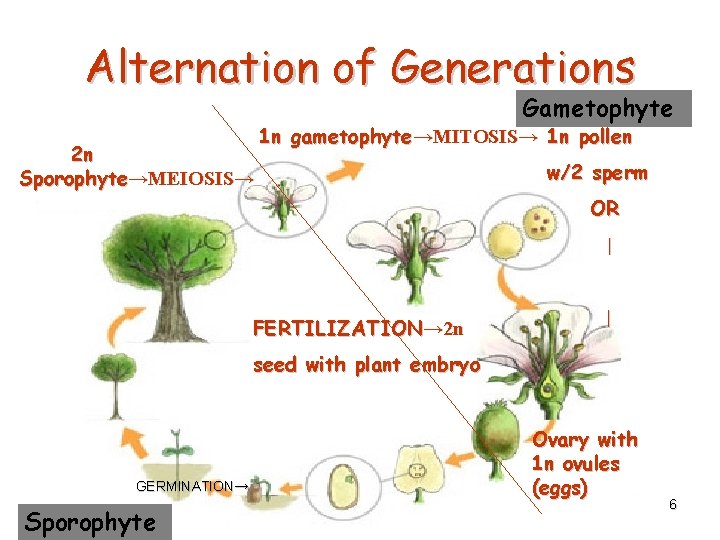 Alternation of Generations Gametophyte 2 n Sporophyte→MEIOSIS→ 1 n gametophyte→MITOSIS→ 1 n pollen w/2