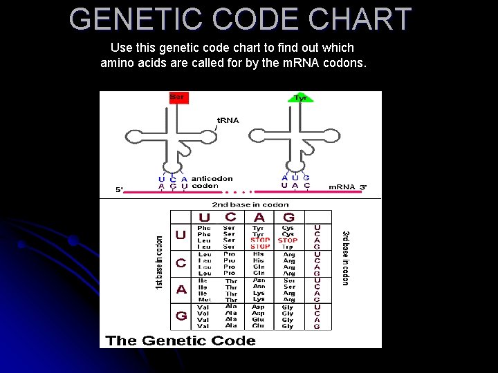 GENETIC CODE CHART Use this genetic code chart to find out which amino acids