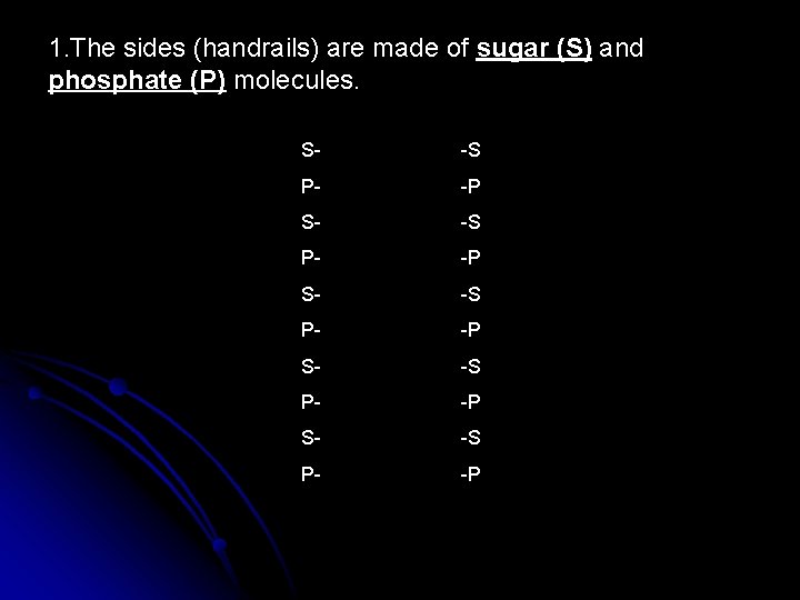1. The sides (handrails) are made of sugar (S) and phosphate (P) molecules. S-