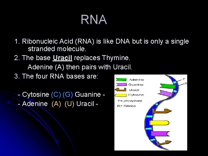 RNA 1. Ribonucleic Acid (RNA) is like DNA but is only a single stranded