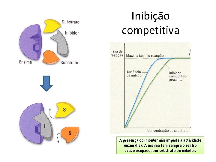 Inibição competitiva A presença do inibidor não impede a actividade enzimática. A enzima tem