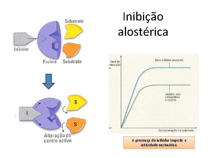 Inibição alostérica A presença do inibidor impede a actividade enzimática. 