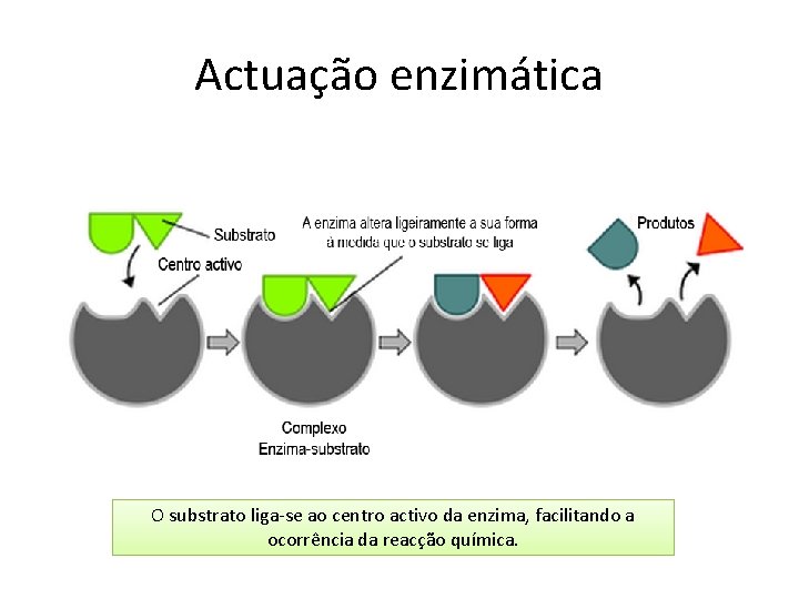 Actuação enzimática O substrato liga-se ao centro activo da enzima, facilitando a ocorrência da