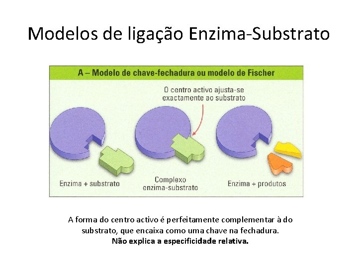 Modelos de ligação Enzima-Substrato A forma do centro activo é perfeitamente complementar à do