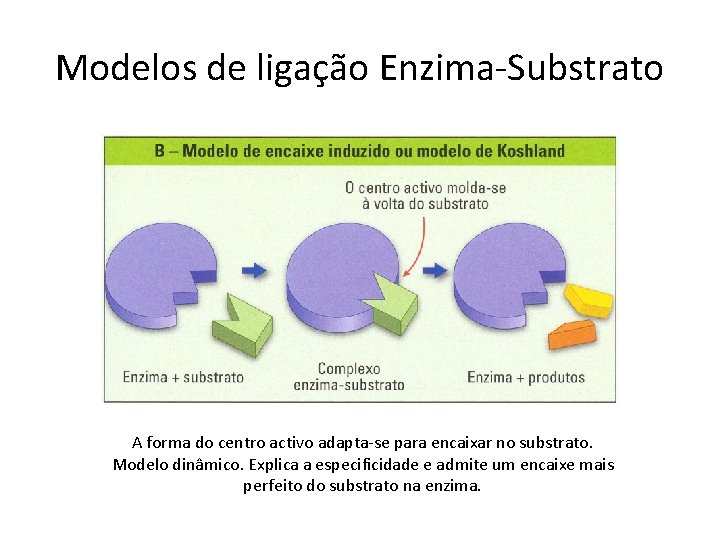 Modelos de ligação Enzima-Substrato A forma do centro activo adapta-se para encaixar no substrato.
