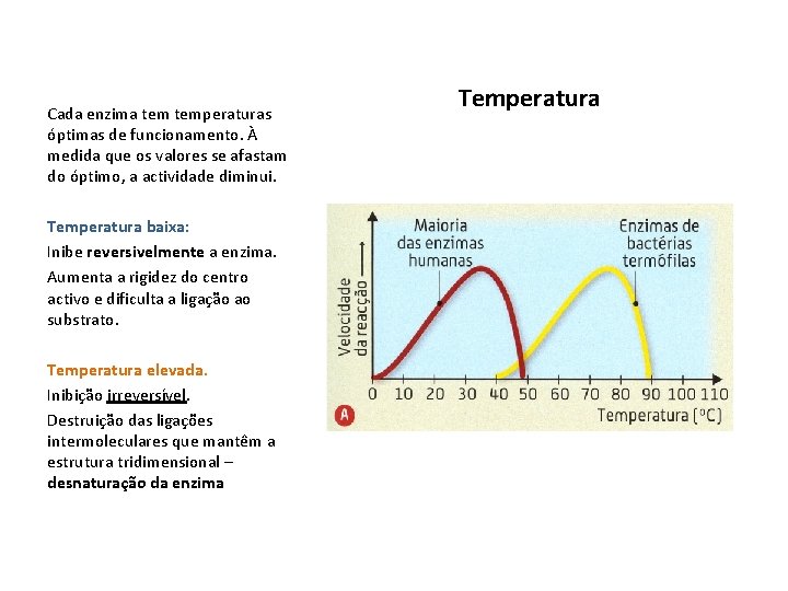 Cada enzima temperaturas óptimas de funcionamento. À medida que os valores se afastam do