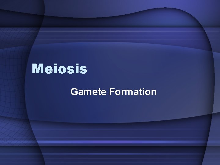 Meiosis Gamete Formation 