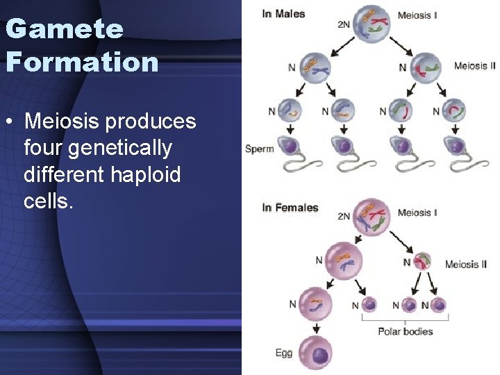 Gamete Formation • Meiosis produces four genetically different haploid cells. 