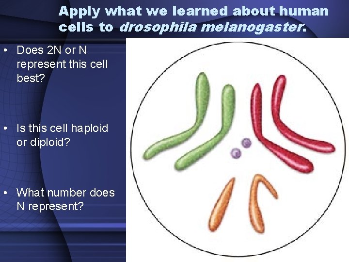 Apply what we learned about human cells to drosophila melanogaster. • Does 2 N