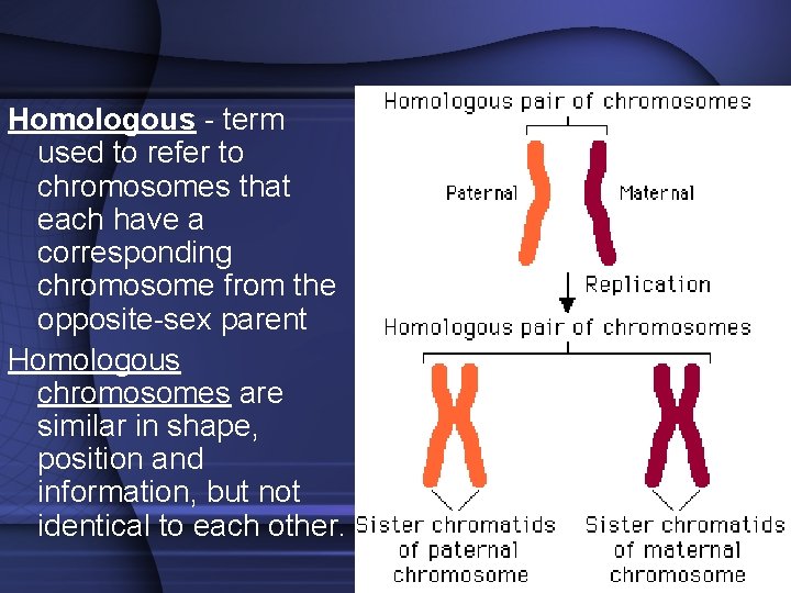 Homologous - term used to refer to chromosomes that each have a corresponding chromosome