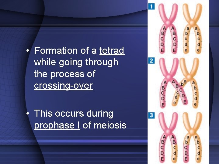  • Formation of a tetrad while going through the process of crossing-over •