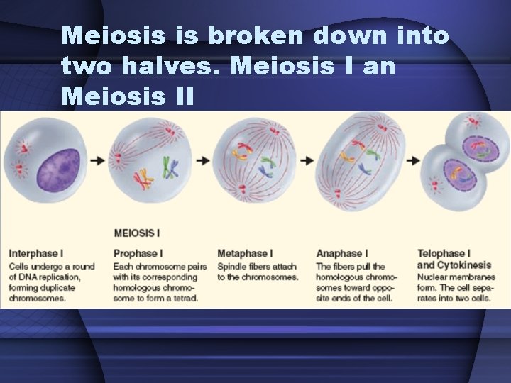 Meiosis is broken down into two halves. Meiosis I an Meiosis II 