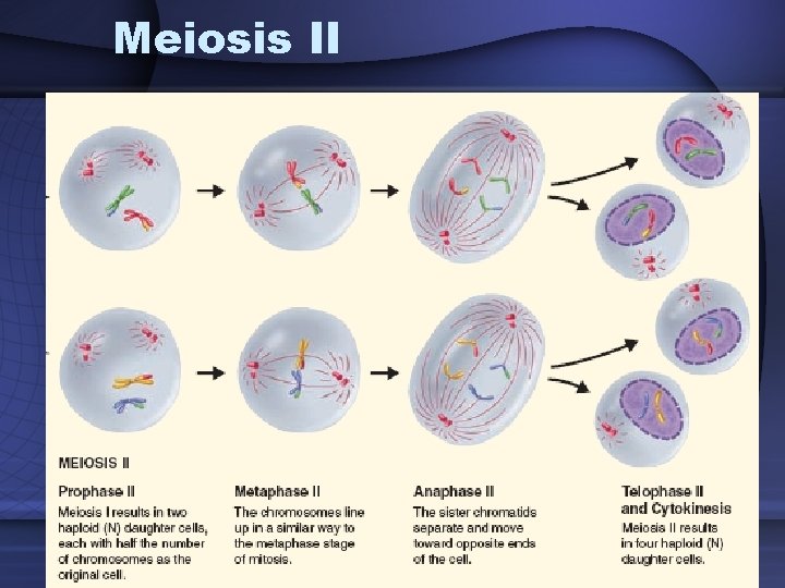 Meiosis II 