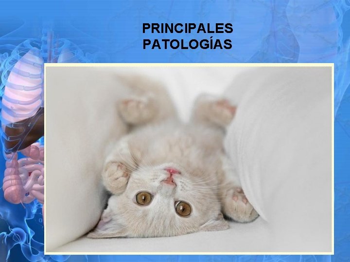 PRINCIPALES PATOLOGÍAS 