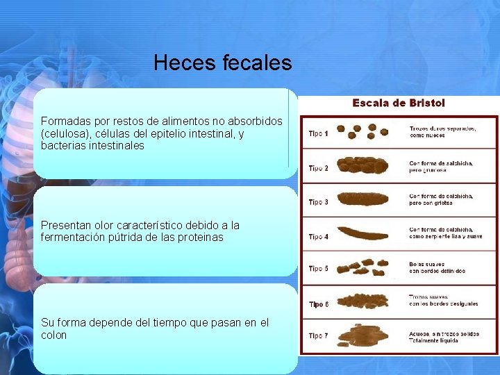 Heces fecales Formadas por restos de alimentos no absorbidos (celulosa), células del epitelio intestinal,