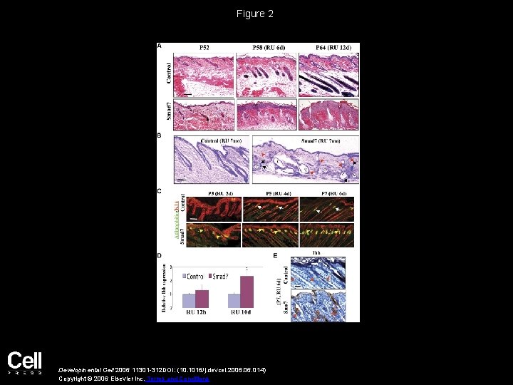 Figure 2 Developmental Cell 2006 11301 -312 DOI: (10. 1016/j. devcel. 2006. 014) Copyright