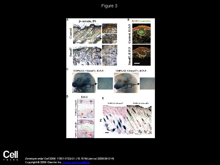 Figure 3 Developmental Cell 2006 11301 -312 DOI: (10. 1016/j. devcel. 2006. 014) Copyright