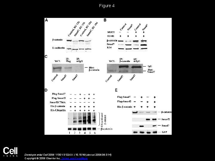 Figure 4 Developmental Cell 2006 11301 -312 DOI: (10. 1016/j. devcel. 2006. 014) Copyright