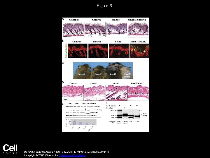 Figure 6 Developmental Cell 2006 11301 -312 DOI: (10. 1016/j. devcel. 2006. 014) Copyright