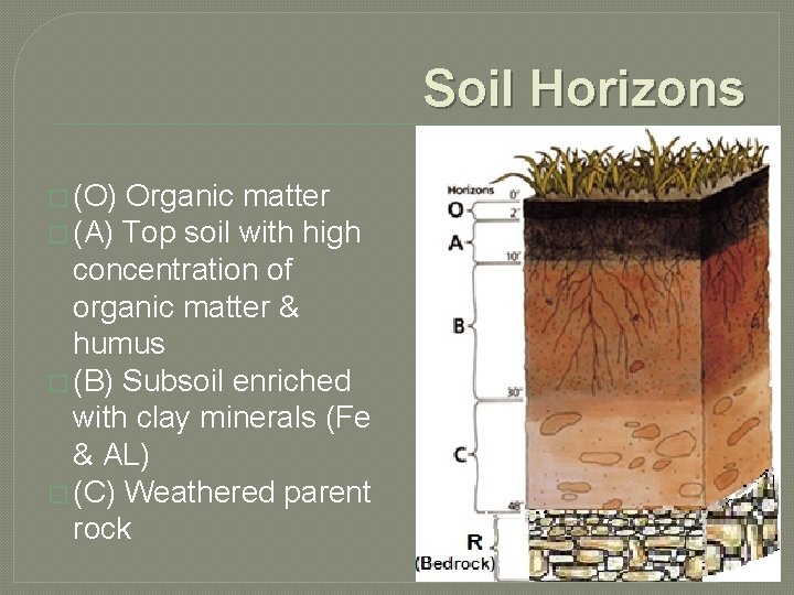 Soil Horizons � (O) Organic matter � (A) Top soil with high concentration of