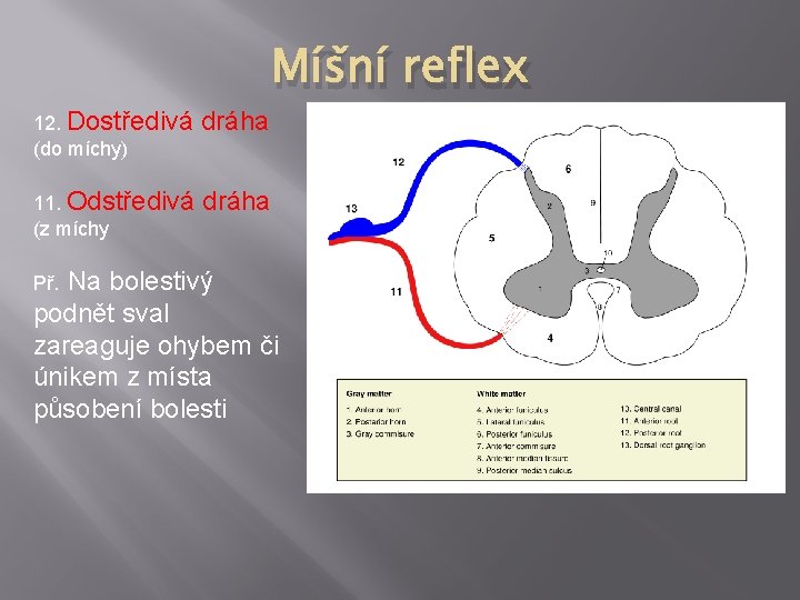 12. Dostředivá (do míchy) dráha 11. Odstředivá (z míchy dráha Př. Míšní reflex Na