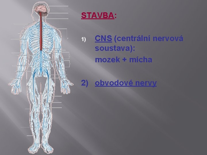 STAVBA: 1) CNS (centrální nervová soustava): mozek + mícha 2) obvodové nervy 