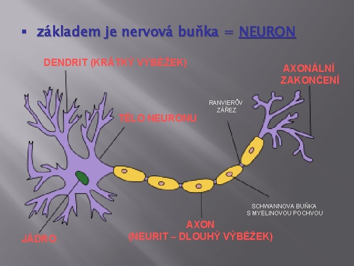 § základem je nervová buňka = NEURON DENDRIT (KRÁTKÝ VÝBĚŽEK) TĚLO NEURONU AXONÁLNÍ ZAKONČENÍ