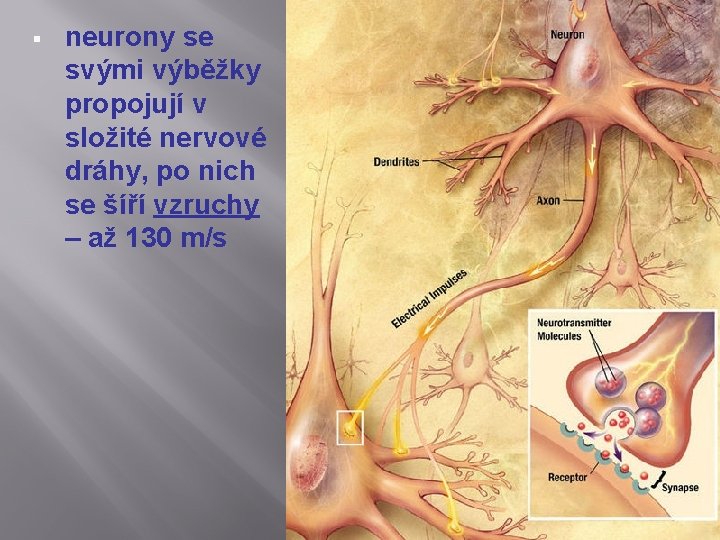 § neurony se svými výběžky propojují v složité nervové dráhy, po nich se šíří