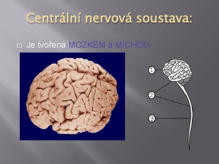 Centrální nervová soustava: � Je tvořena MOZKEM a MÍCHOU 