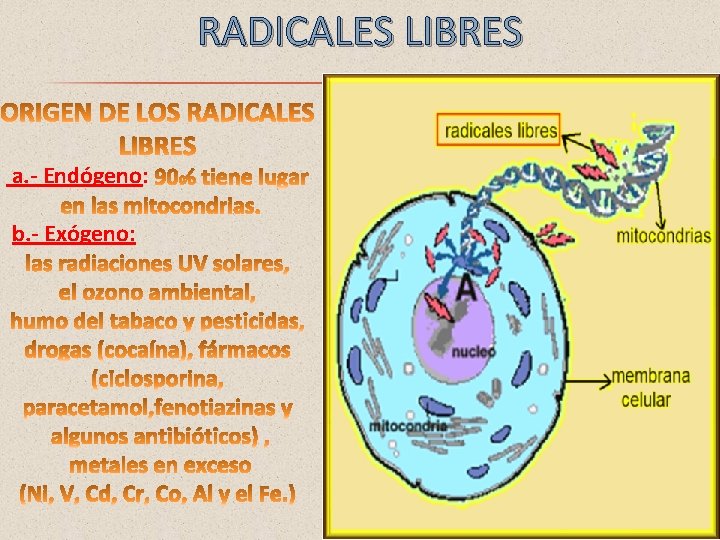 RADICALES LIBRES a. - Endógeno: b. - Exógeno: 