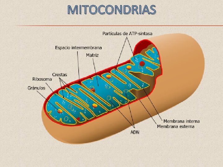 MITOCONDRIAS 