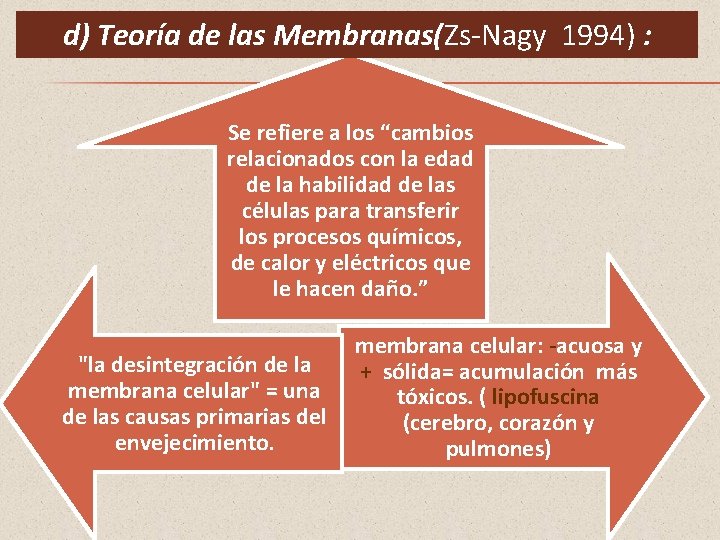 d) Teoría de las Membranas(Zs-Nagy 1994) : Se refiere a los “cambios relacionados con