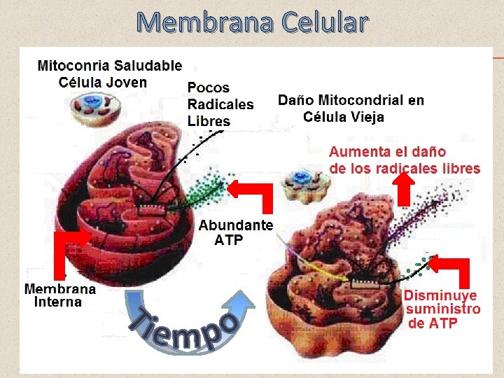 Membrana Celular 