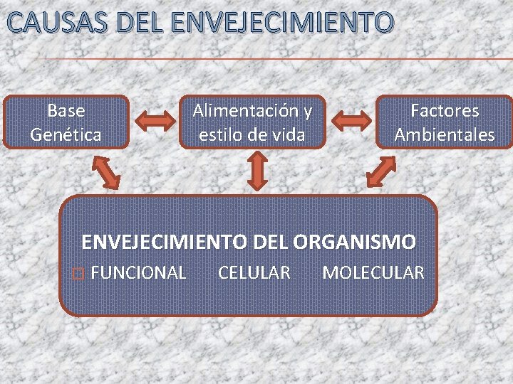 CAUSAS DEL ENVEJECIMIENTO Base Genética Alimentación y estilo de vida Factores Ambientales ENVEJECIMIENTO DEL