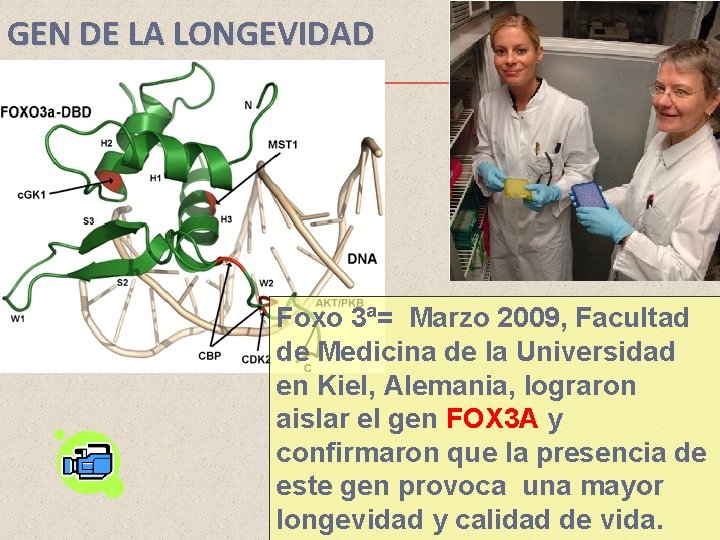 GEN DE LA LONGEVIDAD Foxo 3ª= Marzo 2009, Facultad de Medicina de la Universidad