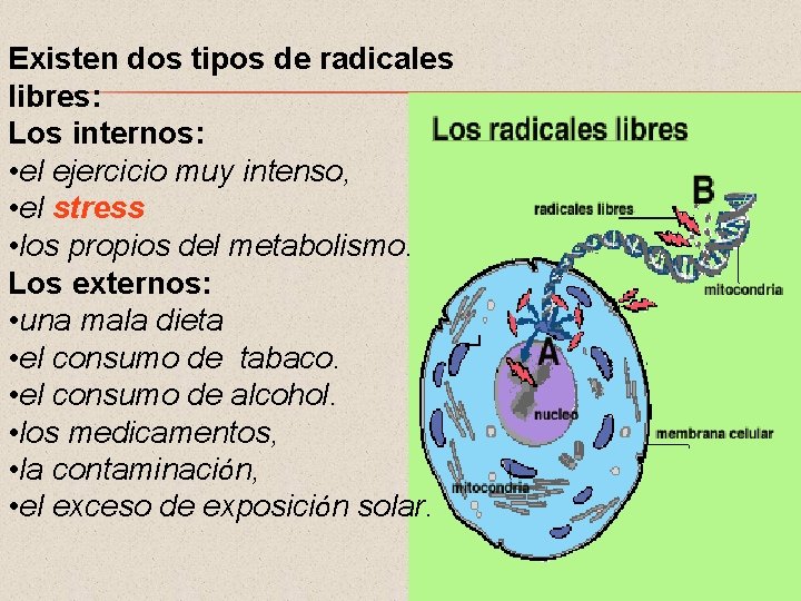 Existen dos tipos de radicales libres: Los internos: • el ejercicio muy intenso, •