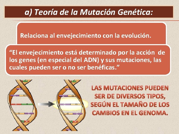 a) Teoría de la Mutación Genética: Relaciona al envejecimiento con la evolución. “El envejecimiento