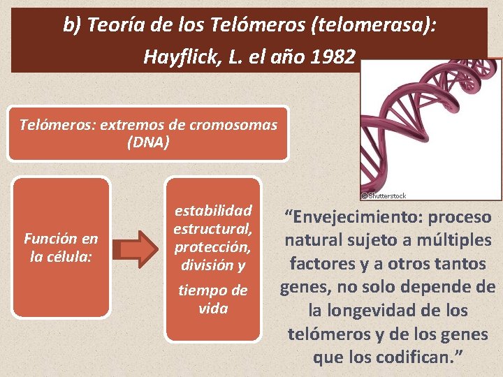 b) Teoría de los Telómeros (telomerasa): Hayflick, L. el año 1982 Telómeros: extremos de