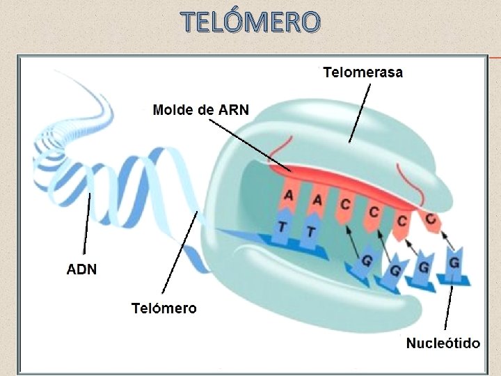 TELÓMERO 