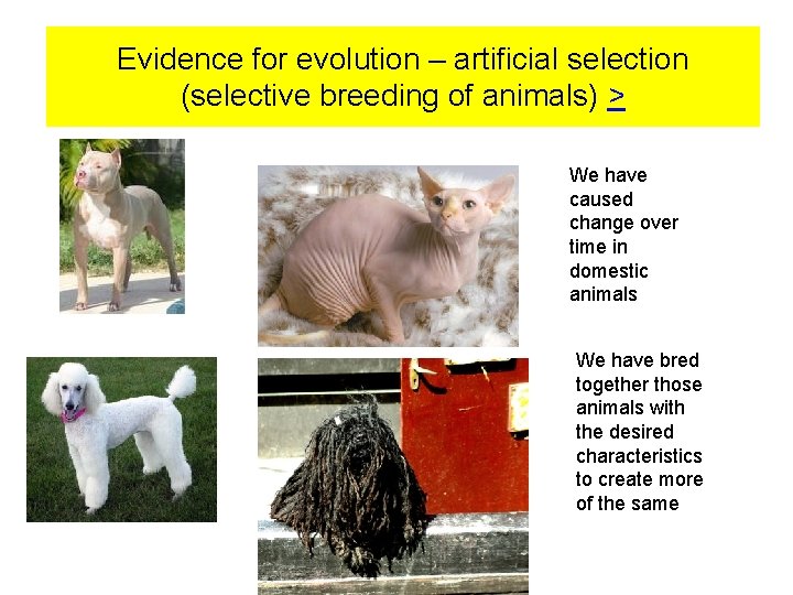 Evidence for evolution – artificial selection (selective breeding of animals) > We have caused